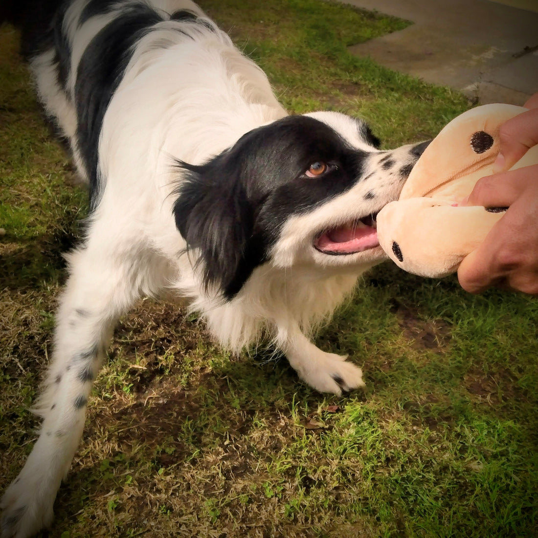 ¿Porqué es importante jugar con tus mascotas?